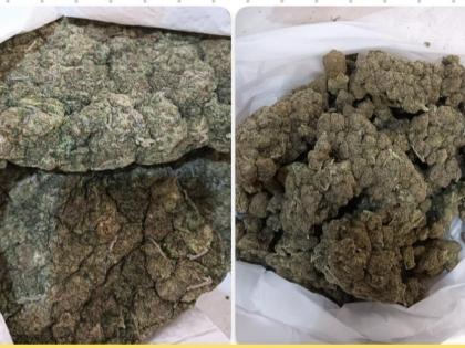 Mumbai Customs Seizes Over 25 kg Hydroponic Weed Worth ₹25.47 Crore; Several Passengers Arrested | Mumbai Customs Seizes Over 25 kg Hydroponic Weed Worth ₹25.47 Crore; Several Passengers Arrested Mumbai Customs Seizes Over 25 kg Hydroponic Weed Worth ₹25.47 Crore; Several Passengers Arrested | Mumbai Customs Seizes Over 25 kg Hydroponic Weed Worth ₹25.47 Crore; Several Passengers Arrested