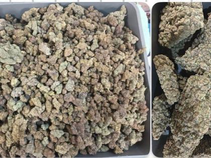 Mumbai Customs Confiscates 42.898 Kg Hydroponic Weed , Arrests Five Passengers | Mumbai Customs Confiscates 42.898 Kg Hydroponic Weed , Arrests Five Passengers Mumbai Customs Confiscates 42.898 Kg Hydroponic Weed , Arrests Five Passengers | Mumbai Customs Confiscates 42.898 Kg Hydroponic Weed , Arrests Five Passengers
