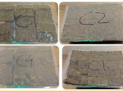 Mumbai Customs Seizes Hydroponic Weed Worth Over Rs 12.8 Crore, Gold Valued at Rs 59.57 Lakh at CSMI Airport | Mumbai Customs Seizes Hydroponic Weed Worth Over Rs 12.8 Crore, Gold Valued at Rs 59.57 Lakh at CSMI Airport Mumbai Customs Seizes Hydroponic Weed Worth Over Rs 12.8 Crore, Gold Valued at Rs 59.57 Lakh at CSMI Airport | Mumbai Customs Seizes Hydroponic Weed Worth Over Rs 12.8 Crore, Gold Valued at Rs 59.57 Lakh at CSMI Airport