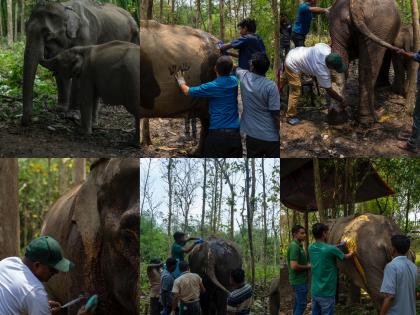 From Despair to Hope: Vantara's Compassionate Care Transforms Lives of Assam's Elephants | From Despair to Hope: Vantara's Compassionate Care Transforms Lives of Assam's Elephants