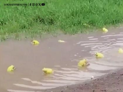 Video: Rare Yellow Frogs Spotted After Heavy Rainfall in Andhra Pradesh's Atmakur | Video: Rare Yellow Frogs Spotted After Heavy Rainfall in Andhra Pradesh's Atmakur