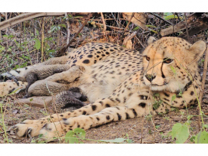Madhya Pradesh: First India-Born Cheetah Mukhi Gives Birth to Five Cubs at Kuno | Madhya Pradesh: First India-Born Cheetah Mukhi Gives Birth to Five Cubs at Kuno Madhya Pradesh: First India-Born Cheetah Mukhi Gives Birth to Five Cubs at Kuno | Madhya Pradesh: First India-Born Cheetah Mukhi Gives Birth to Five Cubs at Kuno