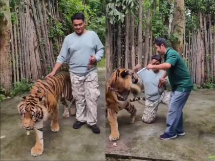 Indian Man Attacked by Tiger in Thailand While Filming Instagram Reel; What Went Wrong? | Indian Man Attacked by Tiger in Thailand While Filming Instagram Reel; What Went Wrong? Indian Man Attacked by Tiger in Thailand While Filming Instagram Reel; What Went Wrong? | Indian Man Attacked by Tiger in Thailand While Filming Instagram Reel; What Went Wrong?