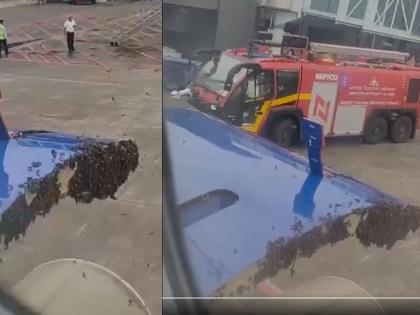 Surat-Jaipur IndiGo Flight Delayed for Over 50 Minutes Due to Honey Bees (Watch Videos) | Surat-Jaipur IndiGo Flight Delayed for Over 50 Minutes Due to Honey Bees (Watch Videos)