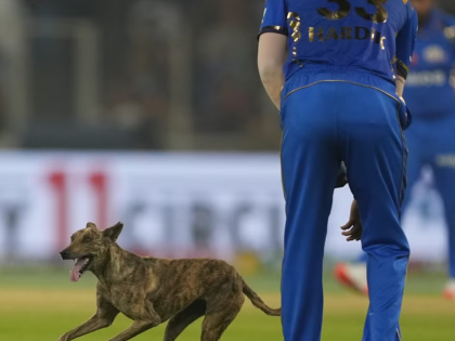 PETA Condemns Dog Chasing Incident During IPL Match Between Gujarat Titans and Mumbai Indians | PETA Condemns Dog Chasing Incident During IPL Match Between Gujarat Titans and Mumbai Indians