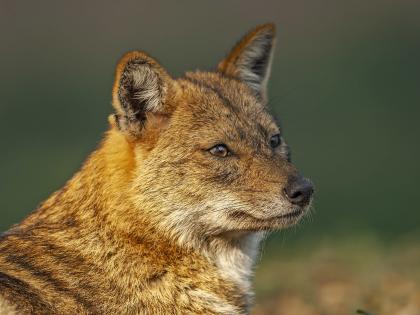 Navi Mumbai: Golden Jackal Run Over Near Flamingo Lake; Activists Demand Speed Curbs, Development Ban | Navi Mumbai: Golden Jackal Run Over Near Flamingo Lake; Activists Demand Speed Curbs, Development Ban Navi Mumbai: Golden Jackal Run Over Near Flamingo Lake; Activists Demand Speed Curbs, Development Ban | Navi Mumbai: Golden Jackal Run Over Near Flamingo Lake; Activists Demand Speed Curbs, Development Ban