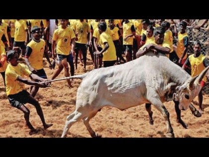 Jallikattu 2024: Bull in Tamil Nadu’s Virudhunagar District Understands Telugu and Tamil | Jallikattu 2024: Bull in Tamil Nadu’s Virudhunagar District Understands Telugu and Tamil