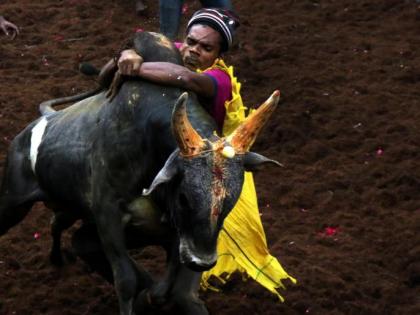 Jallikattu 2024: Two Gored to Death, 40 Injured in Tamil Nadu at Siravayal Manjuvirattu Event | Jallikattu 2024: Two Gored to Death, 40 Injured in Tamil Nadu at Siravayal Manjuvirattu Event