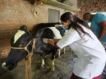 Maha farmers receives Rs 7 crore whose cattle died of Lumpy skin disease | Maha farmers receives Rs 7 crore whose cattle died of Lumpy skin disease