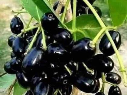 Blackberry Prices Cross Rs 500 per Kg, Consumers Struggle to Afford Seasonal Delight | Blackberry Prices Cross Rs 500 per Kg, Consumers Struggle to Afford Seasonal Delight Blackberry Prices Cross Rs 500 per Kg, Consumers Struggle to Afford Seasonal Delight | Blackberry Prices Cross Rs 500 per Kg, Consumers Struggle to Afford Seasonal Delight