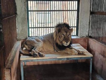 Mumbai: Sanjay Gandhi National Park’s oldest lion Jespa passes away | Mumbai: Sanjay Gandhi National Park’s oldest lion Jespa passes away