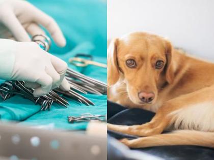 Jharkhand Horror: Dog Falls Into OT as False Ceiling Collapses During Surgery at Dhanbad Railway Hospital | Jharkhand Horror: Dog Falls Into OT as False Ceiling Collapses During Surgery at Dhanbad Railway Hospital