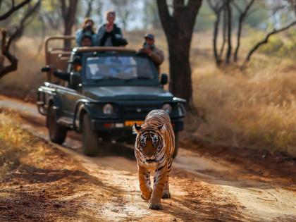 Maharashtra Monsoon: Jungle Safari Suspended in Pench, Bor, and Umred-Pauni-Karhandla from July 1 | Maharashtra Monsoon: Jungle Safari Suspended in Pench, Bor, and Umred-Pauni-Karhandla from July 1 Maharashtra Monsoon: Jungle Safari Suspended in Pench, Bor, and Umred-Pauni-Karhandla from July 1 | Maharashtra Monsoon: Jungle Safari Suspended in Pench, Bor, and Umred-Pauni-Karhandla from July 1