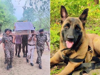 CRPF K9 Dog 'Rollo' Awarded DG Commendation Disc for Bravery in Anti-Naxal Operation | CRPF K9 Dog 'Rollo' Awarded DG Commendation Disc for Bravery in Anti-Naxal Operation CRPF K9 Dog 'Rollo' Awarded DG Commendation Disc for Bravery in Anti-Naxal Operation | CRPF K9 Dog 'Rollo' Awarded DG Commendation Disc for Bravery in Anti-Naxal Operation