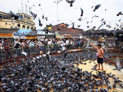 Mumbai: Pigeons' Droppings Are A Threat to Public Health, State Orders Closure of All Kabootar Khanas | Mumbai: Pigeons' Droppings Are A Threat to Public Health, State Orders Closure of All Kabootar Khanas Mumbai: Pigeons' Droppings Are A Threat to Public Health, State Orders Closure of All Kabootar Khanas | Mumbai: Pigeons' Droppings Are A Threat to Public Health, State Orders Closure of All Kabootar Khanas