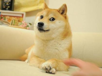 Kabuso Dies: Japanese Dog Behind the Internet Sensation 'Doge' Meme Passes Away at 17 | Kabuso Dies: Japanese Dog Behind the Internet Sensation 'Doge' Meme Passes Away at 17