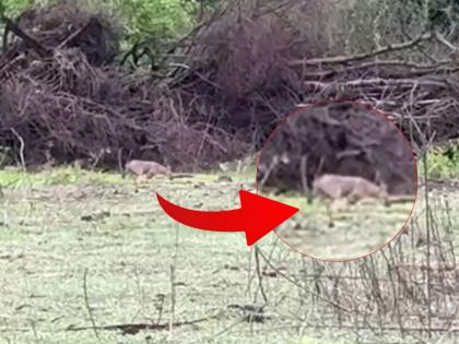 Jackals Spotted in Nerul: Wild Animal Seen Roaming in Sector 52A as Construction Threatens Protected Wetland | Jackals Spotted in Nerul: Wild Animal Seen Roaming in Sector 52A as Construction Threatens Protected Wetland Jackals Spotted in Nerul: Wild Animal Seen Roaming in Sector 52A as Construction Threatens Protected Wetland | Jackals Spotted in Nerul: Wild Animal Seen Roaming in Sector 52A as Construction Threatens Protected Wetland