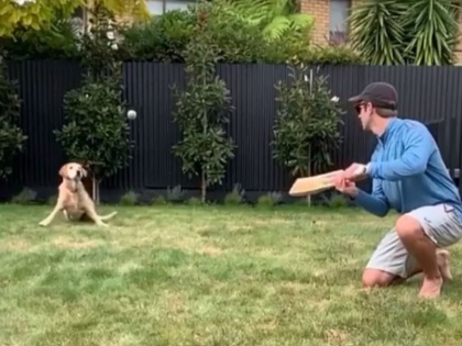 Watch Kane Williamson giving catching practice to his pet dog in his backyard | Watch Kane Williamson giving catching practice to his pet dog in his backyard