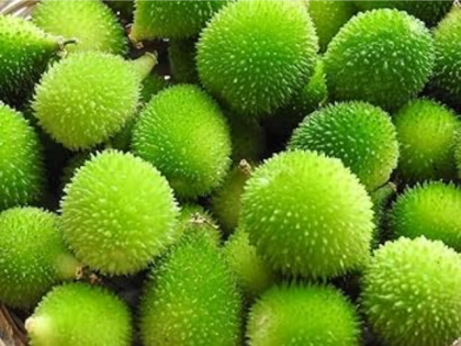 Monsoon Superfood Alert: Why Kantola Deserves a Spot on Your Plate This Rainy Season | Monsoon Superfood Alert: Why Kantola Deserves a Spot on Your Plate This Rainy Season
