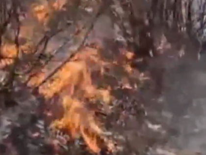 Jammu and Kashmir: Fire Breaks Out in Bandipora Forest Area (Watch) | Jammu and Kashmir: Fire Breaks Out in Bandipora Forest Area (Watch)