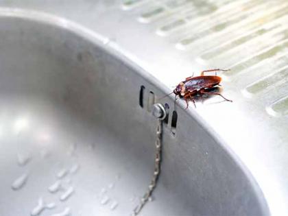 This Simple Tea Mixture Is the New Weapon Against Cockroaches | This Simple Tea Mixture Is the New Weapon Against Cockroaches