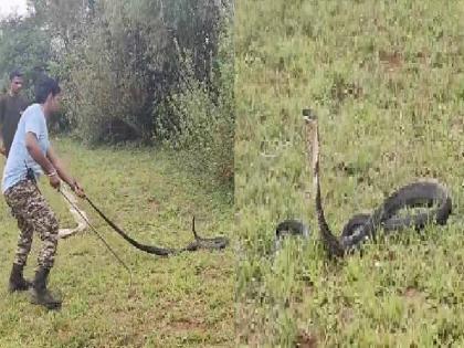 Kolhapur: 12-Foot-Long King Cobra Found in Kalasgade, Video Emerges | Kolhapur: 12-Foot-Long King Cobra Found in Kalasgade, Video Emerges Kolhapur: 12-Foot-Long King Cobra Found in Kalasgade, Video Emerges | Kolhapur: 12-Foot-Long King Cobra Found in Kalasgade, Video Emerges
