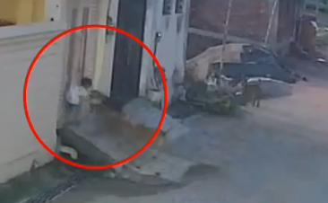 Kushinagar Dog Attack: 5-Year-Old Boy Mauled by Pack of Stray Dogs in Uttar Pradesh (Watch Video) | Kushinagar Dog Attack: 5-Year-Old Boy Mauled by Pack of Stray Dogs in Uttar Pradesh (Watch Video)