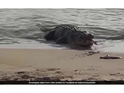 Viral Video! Crocodile emerges out of sea to eat Shark, video goes viral | Viral Video! Crocodile emerges out of sea to eat Shark, video goes viral
