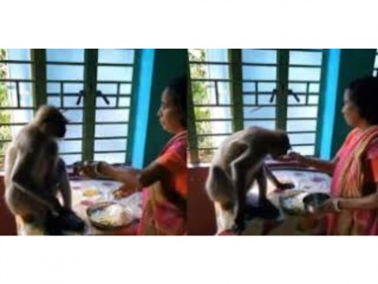 Viral Video! Video of Woman feeding dal-rice to Langur inside her home goes viral | Viral Video! Video of Woman feeding dal-rice to Langur inside her home goes viral