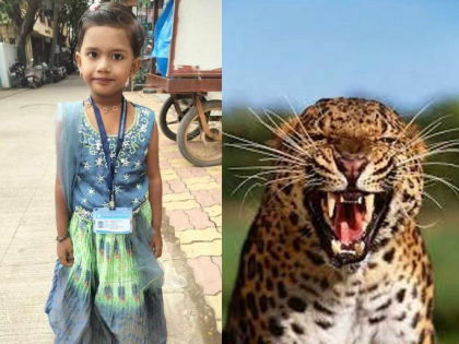 Pune: 5-Year-Old Girl Killed in Leopard Attack in Shirur | Pune: 5-Year-Old Girl Killed in Leopard Attack in Shirur