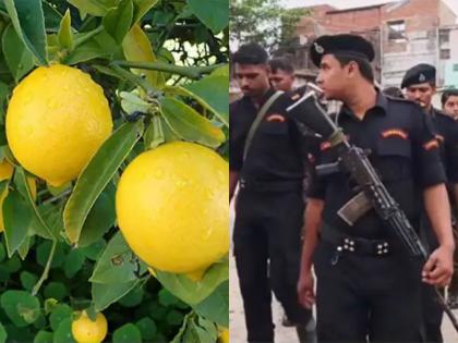 Bihar Shocker: Minor Killed After Plucking Lemon From Neighbour’s Tree in Nalanda | Bihar Shocker: Minor Killed After Plucking Lemon From Neighbour’s Tree in Nalanda Bihar Shocker: Minor Killed After Plucking Lemon From Neighbour’s Tree in Nalanda | Bihar Shocker: Minor Killed After Plucking Lemon From Neighbour’s Tree in Nalanda