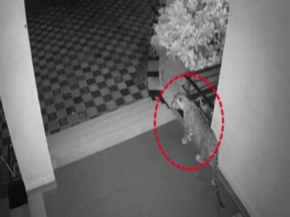 Watch: Leopard enters residential area in Pune, leaves with slippers | Watch: Leopard enters residential area in Pune, leaves with slippers Watch: Leopard enters residential area in Pune, leaves with slippers | Watch: Leopard enters residential area in Pune, leaves with slippers