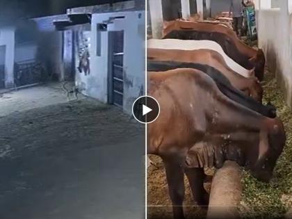 Leopard Attack in Haryana: Two Leopards Enter Cowshed and Kill 10 Cattle in Gurugram Village; Captured in CCTV Camera | Leopard Attack in Haryana: Two Leopards Enter Cowshed and Kill 10 Cattle in Gurugram Village; Captured in CCTV Camera