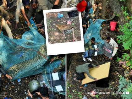 Kolhapur Leopard Attack: Big Cat Enters Hotel in Tarabai Park, Attacks 3 People Before Being Tranquilized | Kolhapur Leopard Attack: Big Cat Enters Hotel in Tarabai Park, Attacks 3 People Before Being Tranquilized