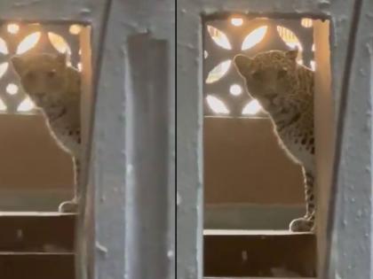 Leopard Attack in Mumbai: 3 Injured As Big Cat Strays Into Building in Bhayandar East (Watch Video) | Leopard Attack in Mumbai: 3 Injured As Big Cat Strays Into Building in Bhayandar East (Watch Video) Leopard Attack in Mumbai: 3 Injured As Big Cat Strays Into Building in Bhayandar East (Watch Video) | Leopard Attack in Mumbai: 3 Injured As Big Cat Strays Into Building in Bhayandar East (Watch Video)