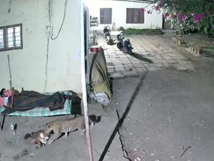 Leopard Attack in Pune: Big Cat Snatches Pet Dog from Bhor Farmhouse, Caught on CCTV (Watch Video) | Leopard Attack in Pune: Big Cat Snatches Pet Dog from Bhor Farmhouse, Caught on CCTV (Watch Video) Leopard Attack in Pune: Big Cat Snatches Pet Dog from Bhor Farmhouse, Caught on CCTV (Watch Video) | Leopard Attack in Pune: Big Cat Snatches Pet Dog from Bhor Farmhouse, Caught on CCTV (Watch Video)