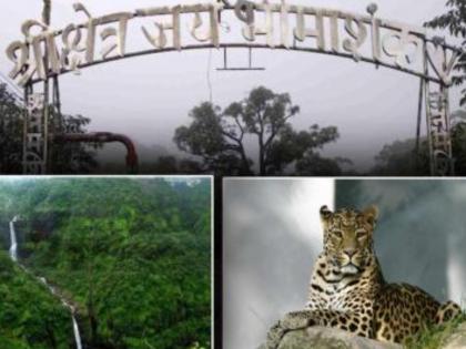 Leopard Attack in Pune: Big Cats Target Tribal Villages in Ambegaon Taluka Amid Forest Department Inaction | Leopard Attack in Pune: Big Cats Target Tribal Villages in Ambegaon Taluka Amid Forest Department Inaction Leopard Attack in Pune: Big Cats Target Tribal Villages in Ambegaon Taluka Amid Forest Department Inaction | Leopard Attack in Pune: Big Cats Target Tribal Villages in Ambegaon Taluka Amid Forest Department Inaction