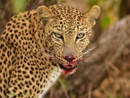 Ratnagiri: Leopard Attacks Woman in Broad Daylight on Ozar-Oni Road, Injures Her Leg | Ratnagiri: Leopard Attacks Woman in Broad Daylight on Ozar-Oni Road, Injures Her Leg Ratnagiri: Leopard Attacks Woman in Broad Daylight on Ozar-Oni Road, Injures Her Leg | Ratnagiri: Leopard Attacks Woman in Broad Daylight on Ozar-Oni Road, Injures Her Leg