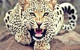 Maharashtra Tragedy: 5-Year-Old Child Killed by Leopard In Sanjaynagar, Arjuni Morgaon Tehsil | Maharashtra Tragedy: 5-Year-Old Child Killed by Leopard In Sanjaynagar, Arjuni Morgaon Tehsil