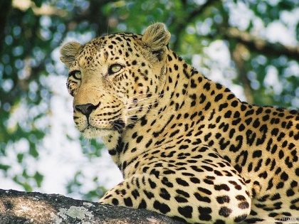 Girl mauled to death by leopard in UP district | Girl mauled to death by leopard in UP district