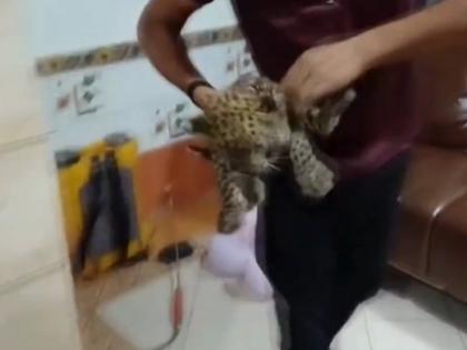 Panchkula: Leopard Cub Rescued by Forest Officials From Temple in Pinjore (WATCH) | Panchkula: Leopard Cub Rescued by Forest Officials From Temple in Pinjore (WATCH) Panchkula: Leopard Cub Rescued by Forest Officials From Temple in Pinjore (WATCH) | Panchkula: Leopard Cub Rescued by Forest Officials From Temple in Pinjore (WATCH)