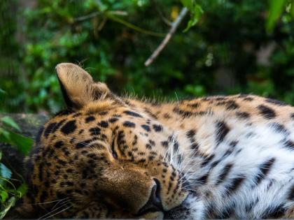 Thane: Rescued Leopard From Bhayandar Residential Area Found Dead in Nagla Forest | Thane: Rescued Leopard From Bhayandar Residential Area Found Dead in Nagla Forest Thane: Rescued Leopard From Bhayandar Residential Area Found Dead in Nagla Forest | Thane: Rescued Leopard From Bhayandar Residential Area Found Dead in Nagla Forest