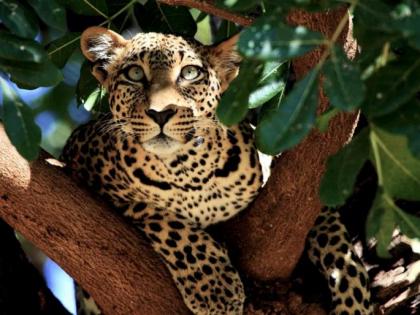 Pune: Woman Injured in Leopard Attack in Ashtapur | Pune: Woman Injured in Leopard Attack in Ashtapur