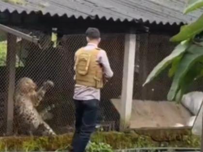 Nashik: Leopard Enters Poultry Farm To Hunt Chickens, Gets Stuck; Rescue by Forest Department (Watch Video) | Nashik: Leopard Enters Poultry Farm To Hunt Chickens, Gets Stuck; Rescue by Forest Department (Watch Video) Nashik: Leopard Enters Poultry Farm To Hunt Chickens, Gets Stuck; Rescue by Forest Department (Watch Video) | Nashik: Leopard Enters Poultry Farm To Hunt Chickens, Gets Stuck; Rescue by Forest Department (Watch Video)