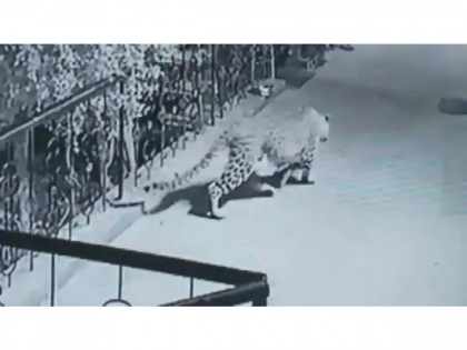 Viral Video: Leopard enters school classroom in Aligarh, what happened next... | Viral Video: Leopard enters school classroom in Aligarh, what happened next...