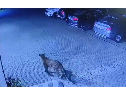 Leopard Spotted in Pune: Big Cat Seen Roaming Inside Keshav Nagar Society; Video Surfaces | Leopard Spotted in Pune: Big Cat Seen Roaming Inside Keshav Nagar Society; Video Surfaces Leopard Spotted in Pune: Big Cat Seen Roaming Inside Keshav Nagar Society; Video Surfaces | Leopard Spotted in Pune: Big Cat Seen Roaming Inside Keshav Nagar Society; Video Surfaces