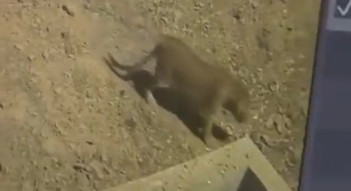 Leopard Spotted in Pune: Big Cat Seen Roaming in Aundh Residential Area; Video Surfaces | Leopard Spotted in Pune: Big Cat Seen Roaming in Aundh Residential Area; Video Surfaces Leopard Spotted in Pune: Big Cat Seen Roaming in Aundh Residential Area; Video Surfaces | Leopard Spotted in Pune: Big Cat Seen Roaming in Aundh Residential Area; Video Surfaces