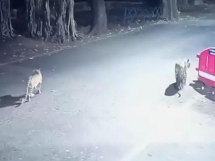 Leopard Sighting on Thane's Yeoor Road: Forest Department Enhances Safety Measures to Prevent Human-Wildlife Conflicts (Watch Video) | Leopard Sighting on Thane's Yeoor Road: Forest Department Enhances Safety Measures to Prevent Human-Wildlife Conflicts (Watch Video) Leopard Sighting on Thane's Yeoor Road: Forest Department Enhances Safety Measures to Prevent Human-Wildlife Conflicts (Watch Video) | Leopard Sighting on Thane's Yeoor Road: Forest Department Enhances Safety Measures to Prevent Human-Wildlife Conflicts (Watch Video)