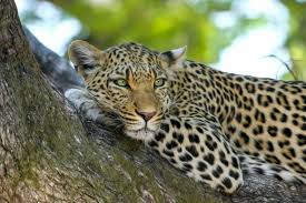 Leopard Strays into Bengaluru Home, Family Locks It Inside Bedroom and Escapes; Terrifying Video Emerges (Watch) | Leopard Strays into Bengaluru Home, Family Locks It Inside Bedroom and Escapes; Terrifying Video Emerges (Watch) Leopard Strays into Bengaluru Home, Family Locks It Inside Bedroom and Escapes; Terrifying Video Emerges (Watch) | Leopard Strays into Bengaluru Home, Family Locks It Inside Bedroom and Escapes; Terrifying Video Emerges (Watch)