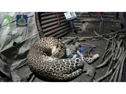 Watch Video! Leopardess who gave birth to 4 cubs inside hut in Nashik, shifted to jungle | Watch Video! Leopardess who gave birth to 4 cubs inside hut in Nashik, shifted to jungle